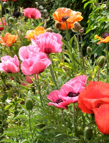 Annette Pr�stegaard, Boligindretning