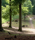 N�rreskoven Vejle.  Foto: Annette P�stegaard